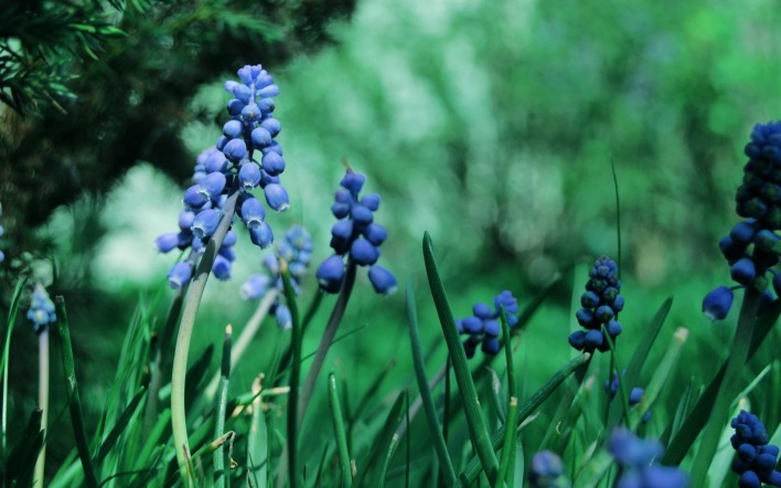 природа цветы синие трава
