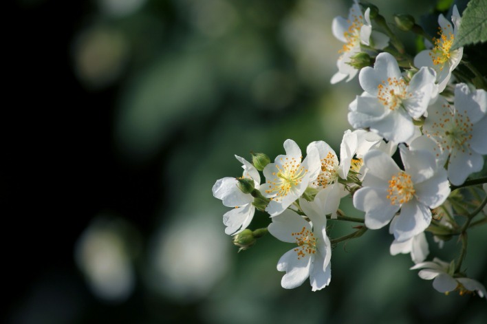 яблоня белые цветы ветка природа