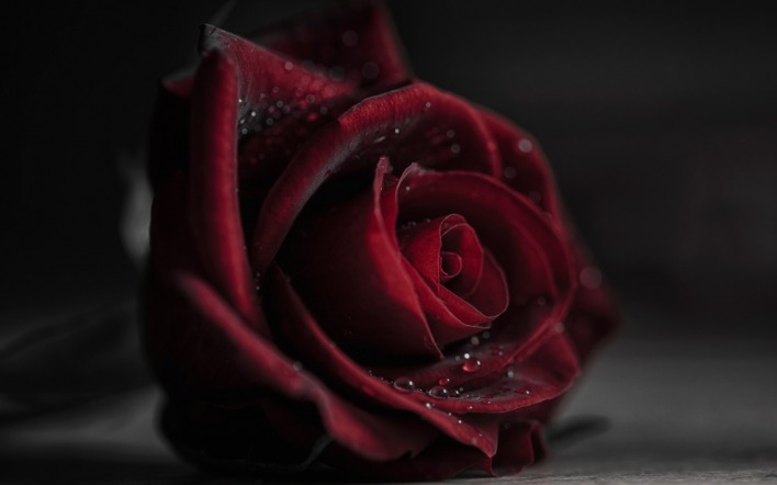 Цветок роза красная крупный план