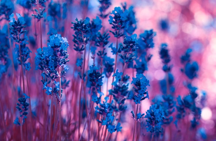 Синие цветы
