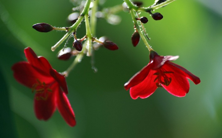 цветы природа красные крупный план