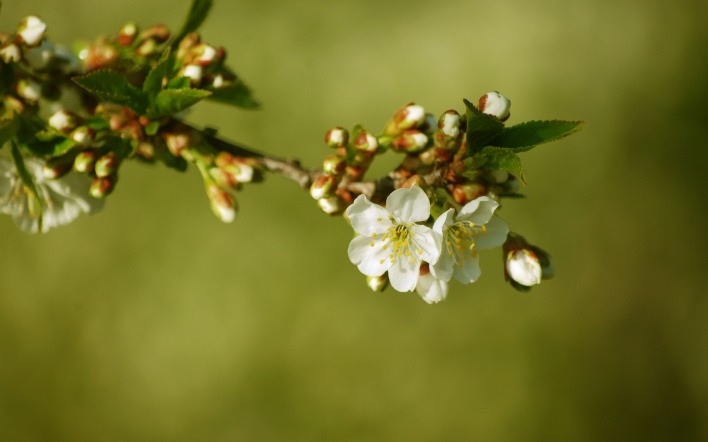 ветка белый цветок природа