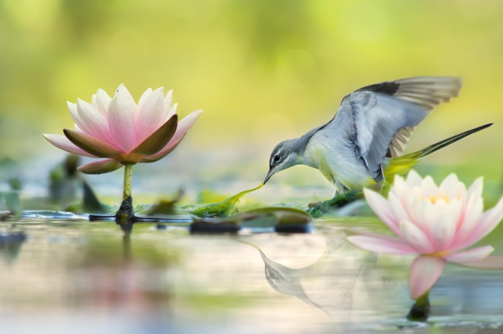 природа цветы животное птица вода