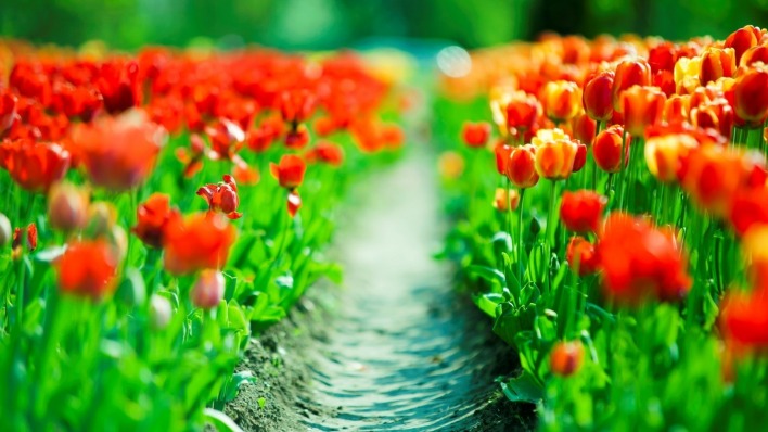 природа тюльпаны красные тропа цветы