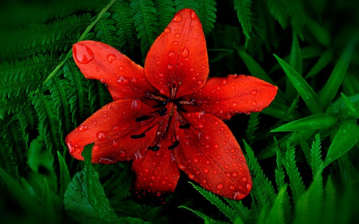 природа красный цветок