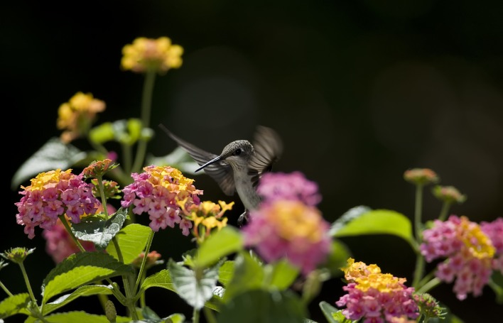 природа цветы животное птица колибри