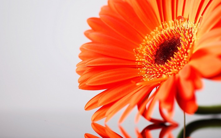 Гербера природа цветок оранжевый крупный план