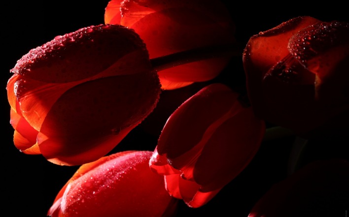 природа красные цветы тюльпаны