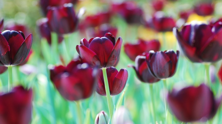 природа красные цветы тюльпаны крупный план