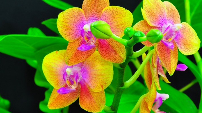 природа цветы орхидеи крупный план