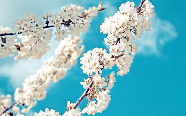 природа цветы белые ветка