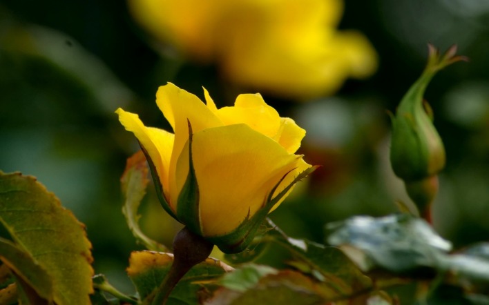 природа цветы крупный план роза желтая