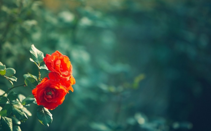 природа цветы розы