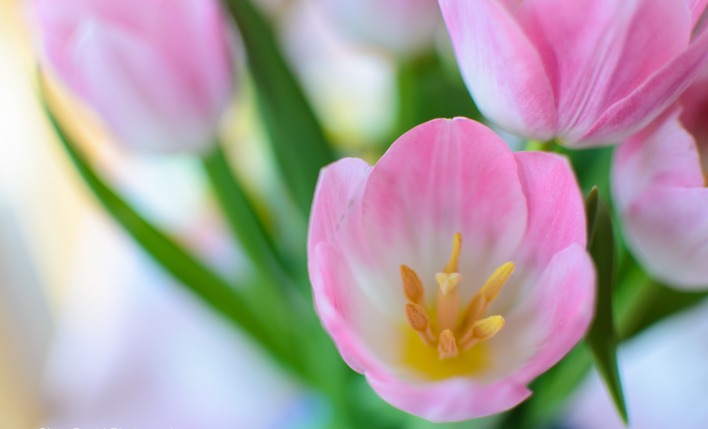 природа цветы тюльпаны