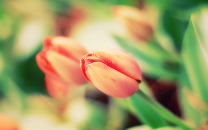 Тюльпан макро Tulip macro