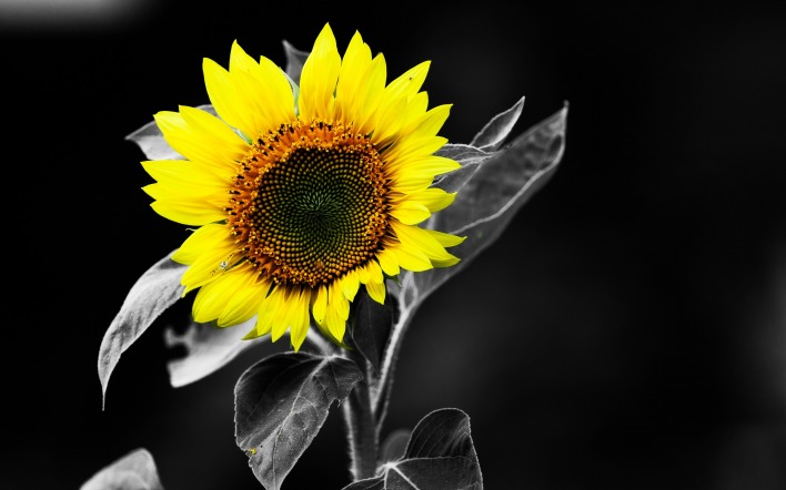 природа подсолнечник цветы nature sunflower flowers