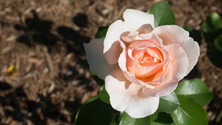 природа цветы роза nature flowers rose