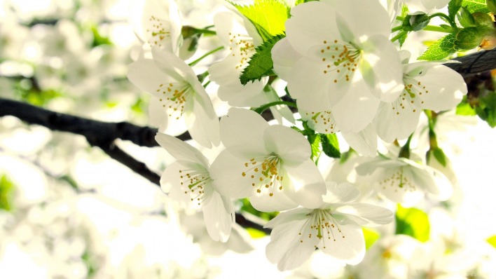 природа белые цветы яблоня деревья nature white flowers Apple trees