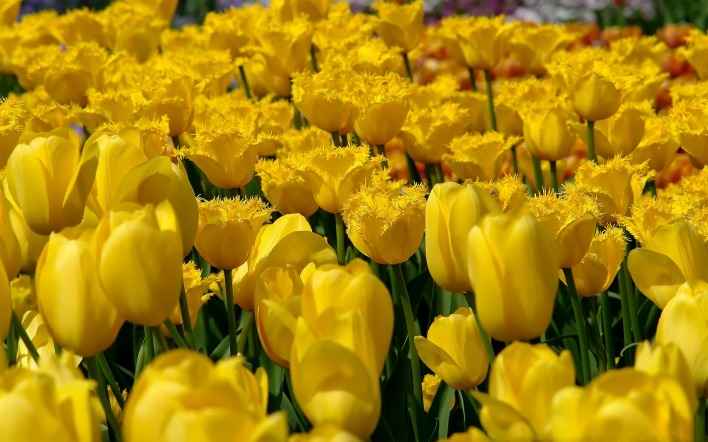 природа цветы желтые тюльпаны поле nature flowers yellow tulips field