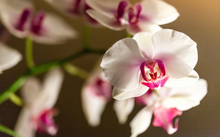 природа цветы белые орхидея nature flowers white Orchid