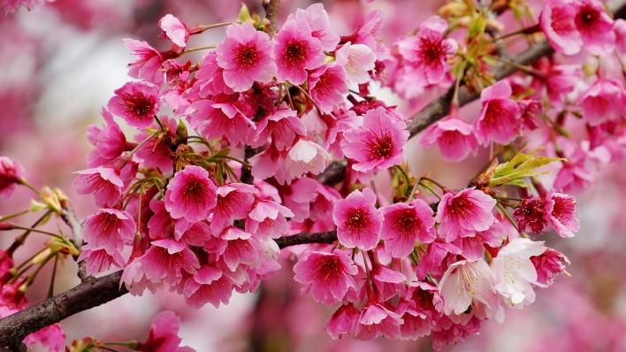 природа цветы деревья ветка сакура nature flowers trees branch Sakura