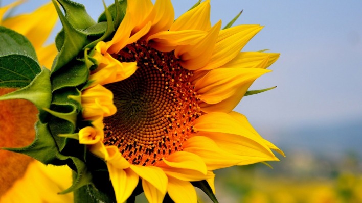 природа цветы подсолнечник nature flowers sunflower