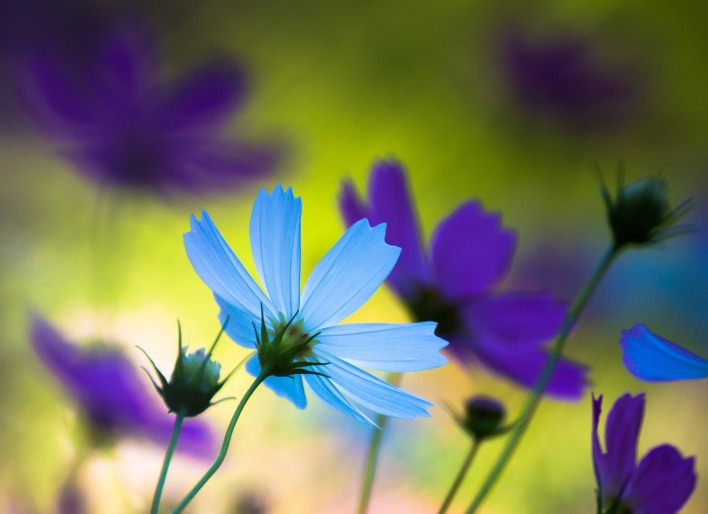 природа цветы синие nature flowers blue