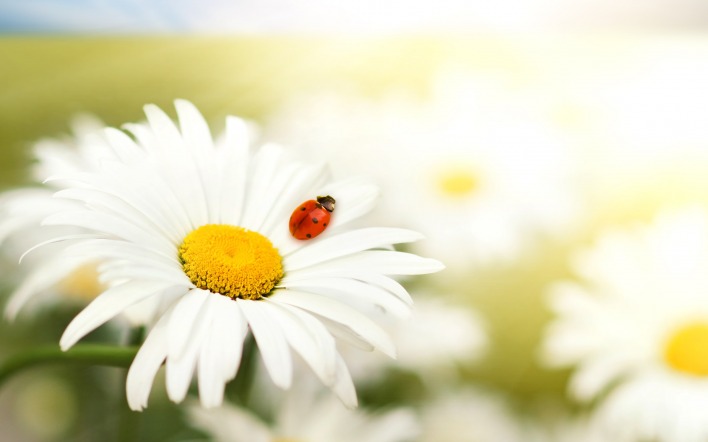 природа цветы животные насекомое божья коровка ромашка nature flowers animals insect God ladybug chamomile