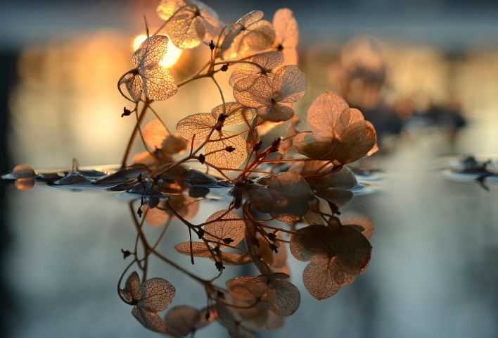 отражение листья свечение