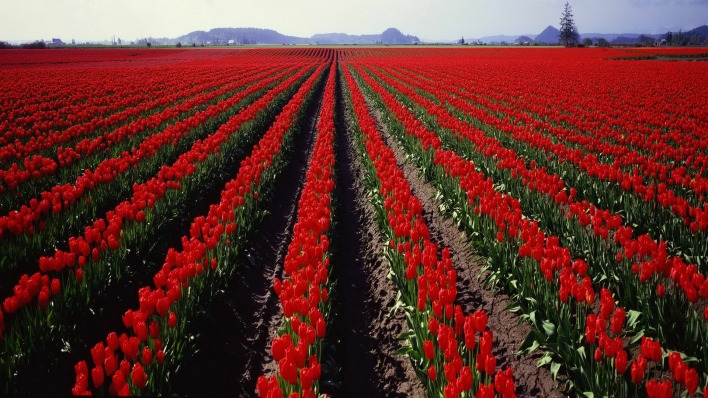 Тюльпаны голандия поле Tulips Holland field