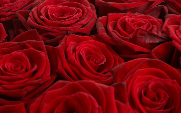 природа цветы розы красные nature flowers rose red
