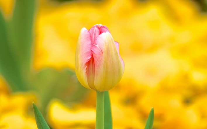 тюльпан макро размытость Tulip macro blur