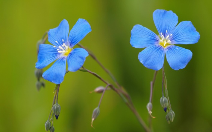 природа цветы синие