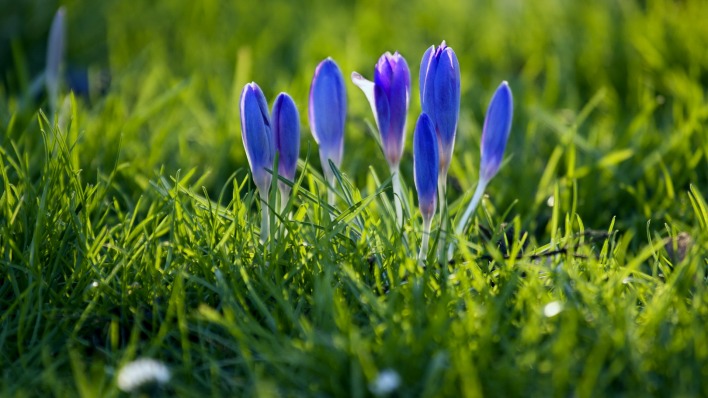 природа цветы синие трава