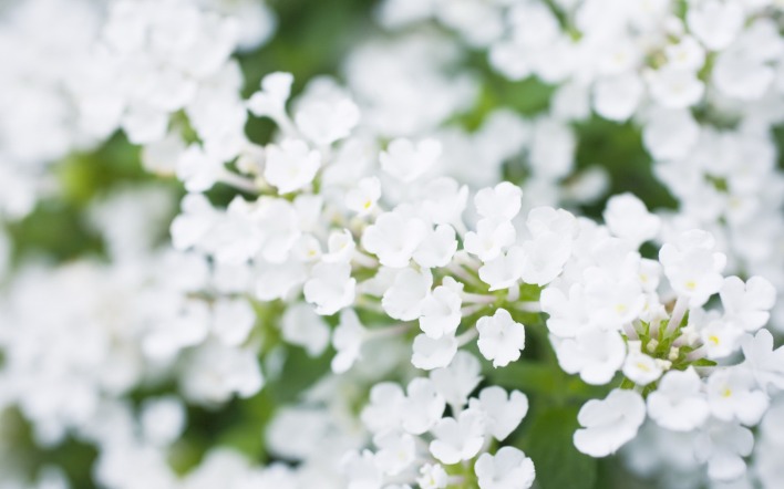 природа цветы белый