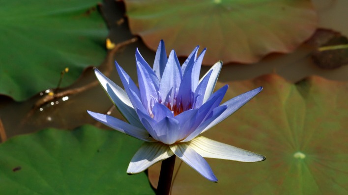 природа цветы синий