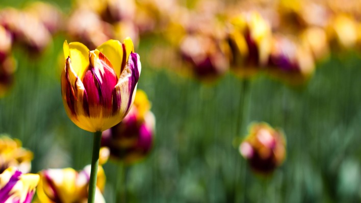 природа цветы тюльпан