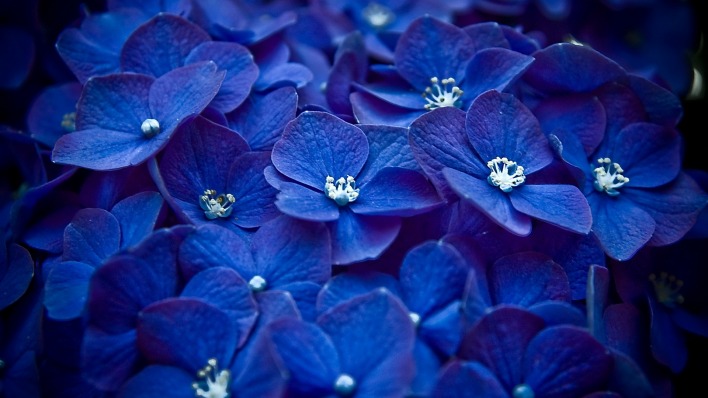 цветы синие