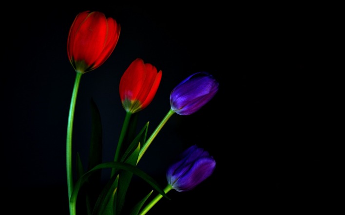 природа цветы тюльпаны красный синий