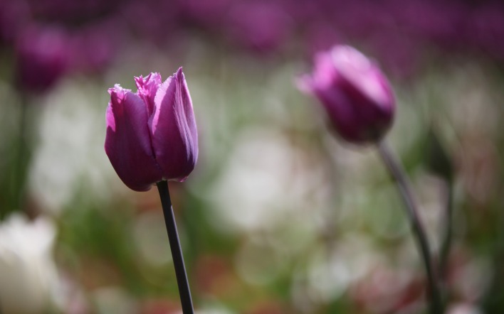 природа цветы тюльпаны розовые