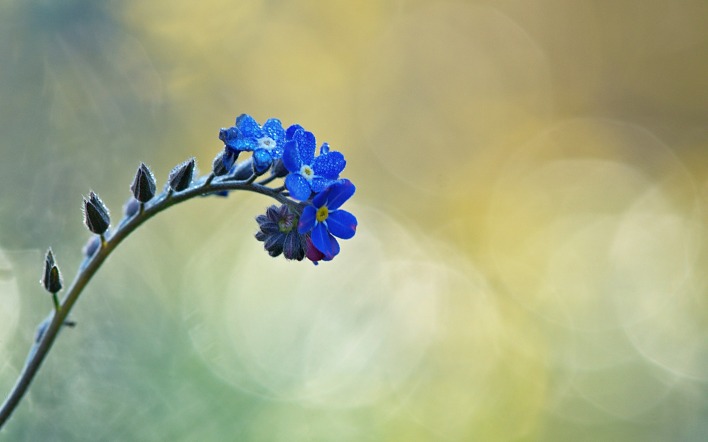 цветок синий