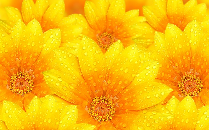 цветы капли желтые
