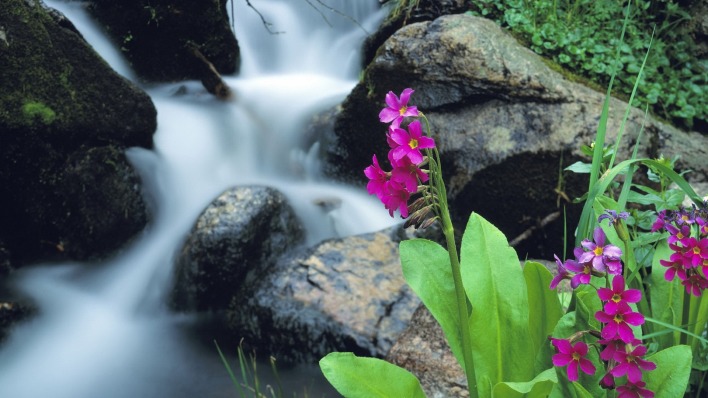 водопад камни цветы