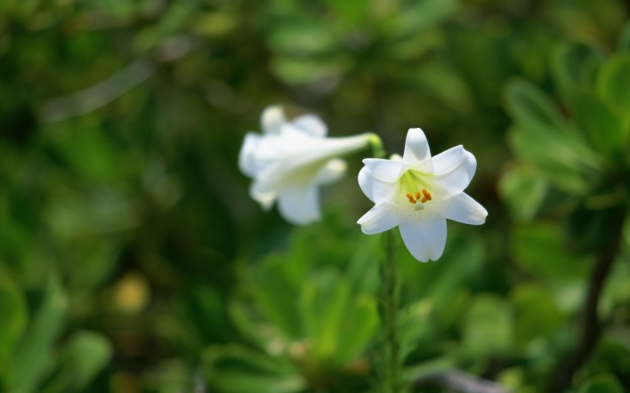 цветок белый зелень макро