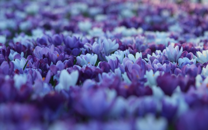 цветы крокусы синие фиолетовые