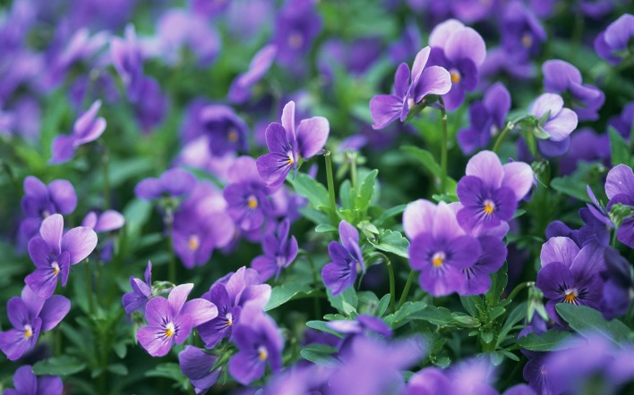 цветы фиолетовые