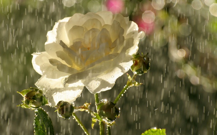цветок дождь капли роза белая