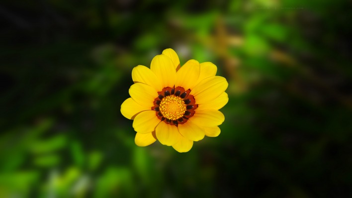 цветок макро природа