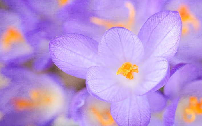 природа цветы фиолетовые