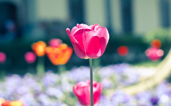 цветок тюльпан парк